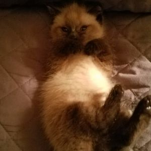 Meet your Posher, Cheryl